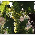 Vignoble