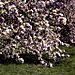 Pommiers en fleurs