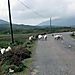 Irlande049