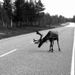 47finlande