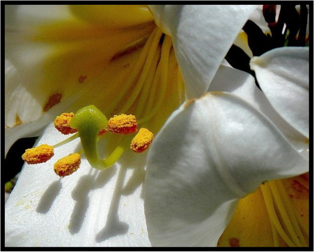 Pistil