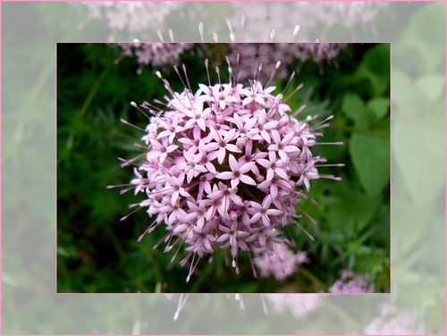 Fleurose