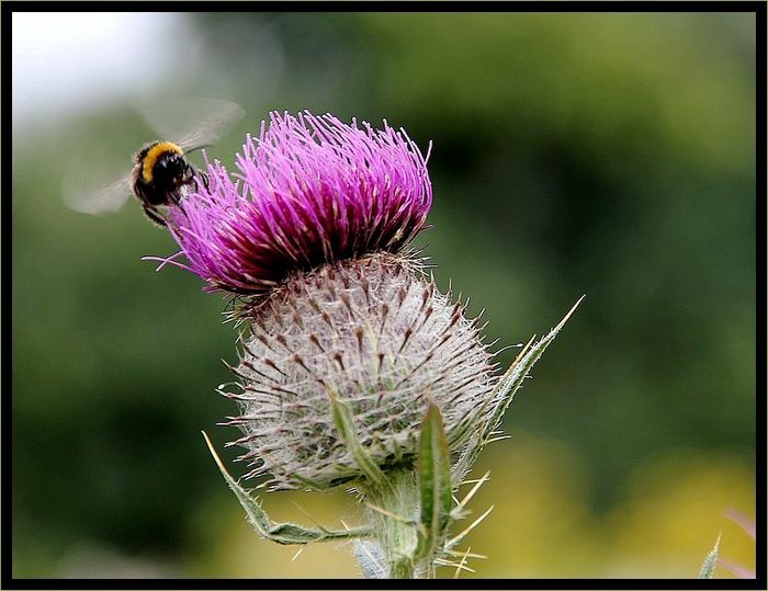 Fleursjardindesplantes 069