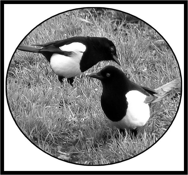 Yinyang2