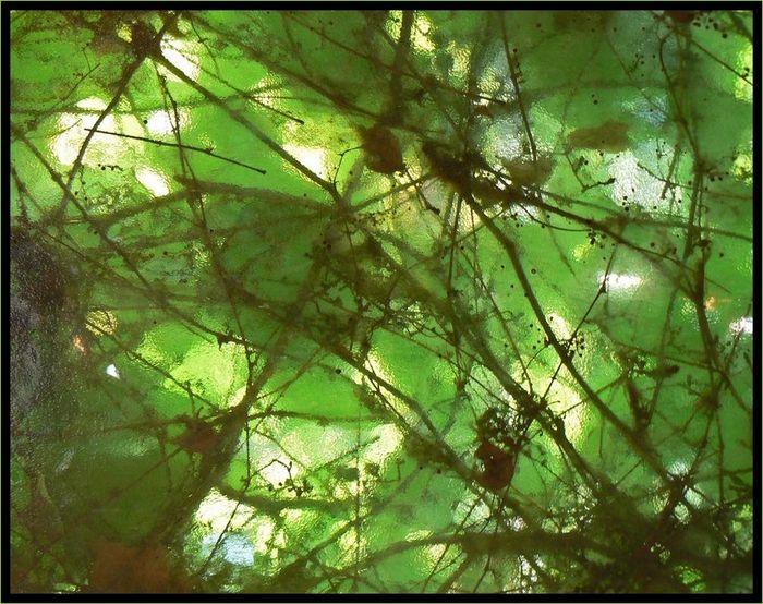 Feuillage5 Feuillage5