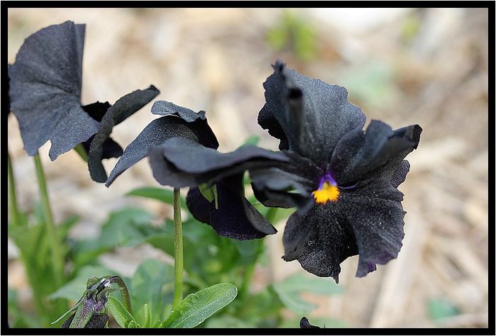 IMG_5190 IMG_5190