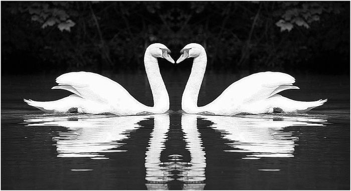 Un coeur pour deux