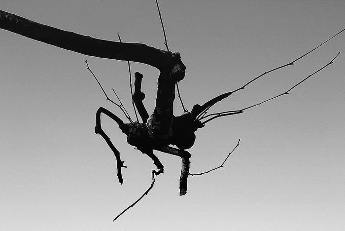 Araignéeauplafond4939