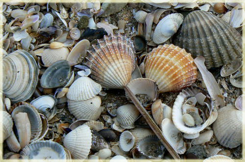 P1000690_copie