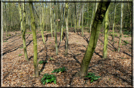 P1000744_copie