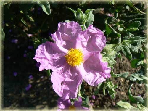 P1010480_copie_2