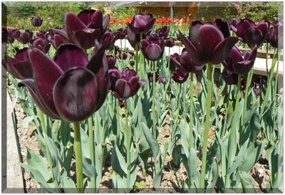 P1010637_copie