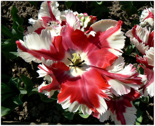 Tulipe_perroquet_copie