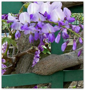 Glycine_copie_2