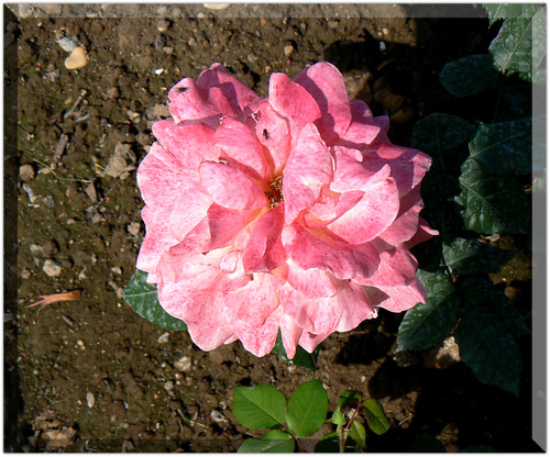 P1010839_copie