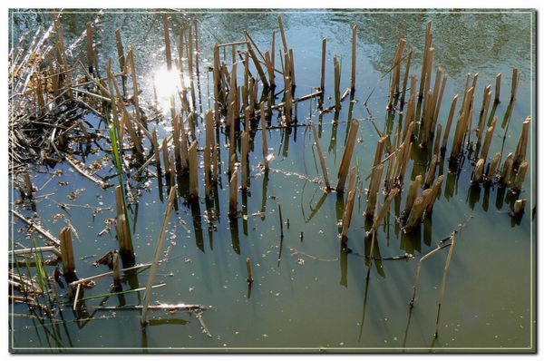 P1010072_copie