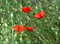 P1020866