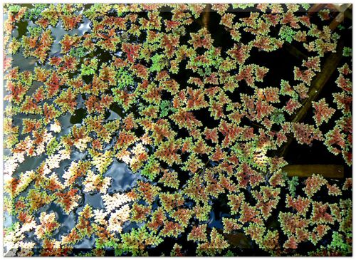 Plantes_aquatiques