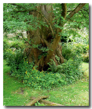 Metasequoia1_2