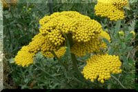 Achillea