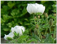Pavots_3