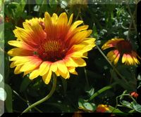 Gaillardie