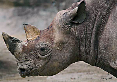 Rhinoceros_01_copie_2