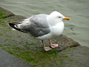 Benodet16_2
