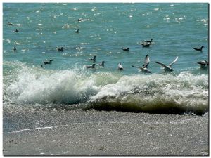Baie_daudierne2_2