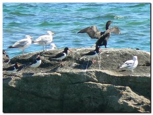 Cormorans_2