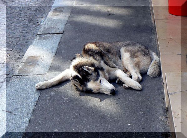 Le_chien