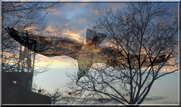 Loiseau_de_feu_2