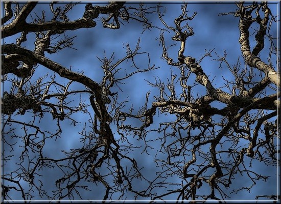 Algues_au_ciel_2