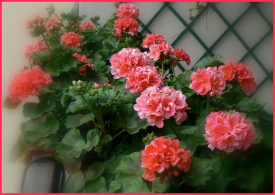 P109069geranium