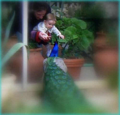 Paonenfant_6