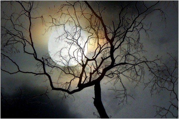 Lune_arbre