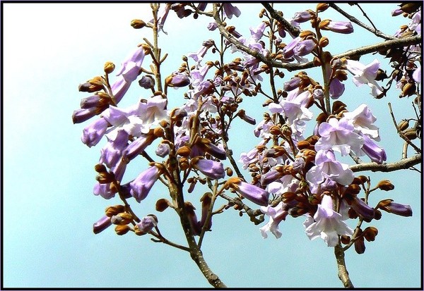 Paulownia