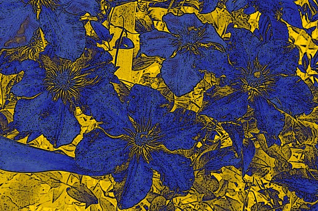 Clematites_bleues