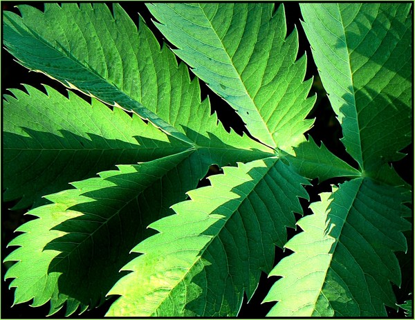 Feuille