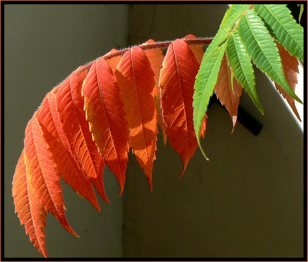 P1130917