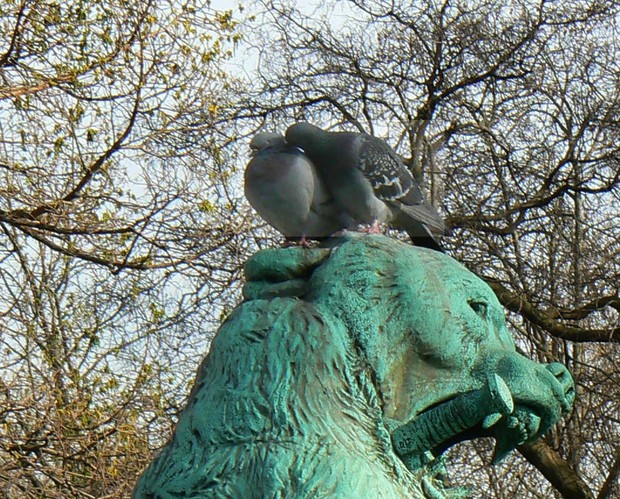 Pigeons3