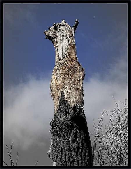 Totem_2