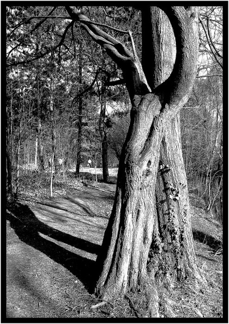 2arbres1