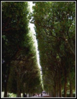 Allede_platanes_1
