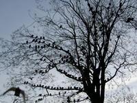 Arbre1