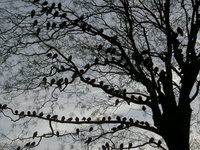 Arbre2