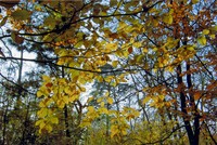 Automne