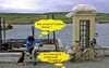 Chien_irlandais_4
