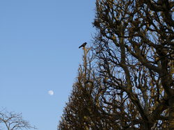 Corbeau_et_lune_4