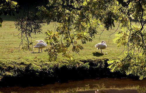 Cygnes2_2